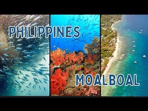 Scuba Diving The Philippines - Moalboal #moalboal #pescadorisland #sardinerun