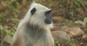 Cute Indian common Gray langur or Hanuman langur monkey ape looking around in jungle. Ranthambore national park, Rajasthan, India, Asia