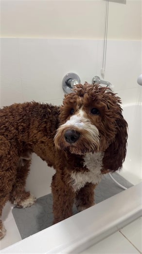 Bath time! 🛁 🧼 🐶 - - - #dog #fyp #viral #puppy #puppylove #groodle #puppytiktok