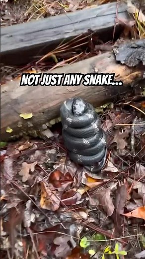 Mesmerizing Eastern King Snake Coiled Up - Nature's Beauty in Action!