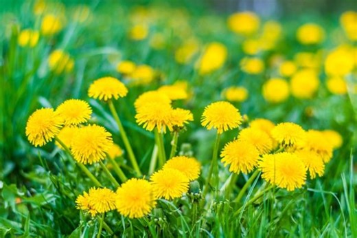 Here's why you shouldn't mow dandelions - The Weather Network