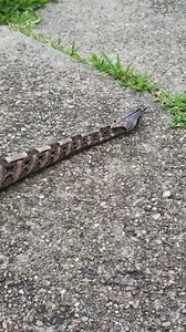 Watch this Gaboon viper slithering along the sidewalk! Video by @GhostPenguin. TRR is made possible by The Bio Dude | The Reptile Report
