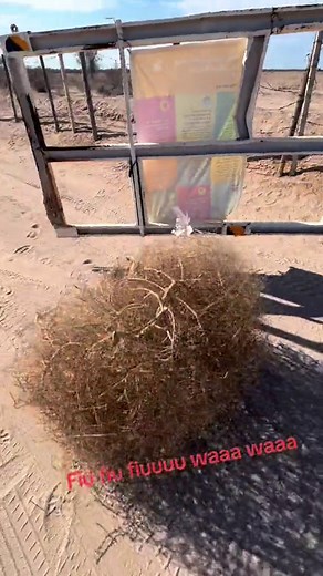 Sonora Desert Wawawa Meme Sounds Compilation