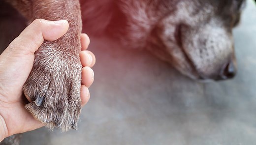 Letting Your Dog Die Naturally at Home – Top Dog Tips