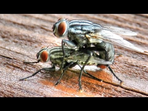 Flesh Flies Mating