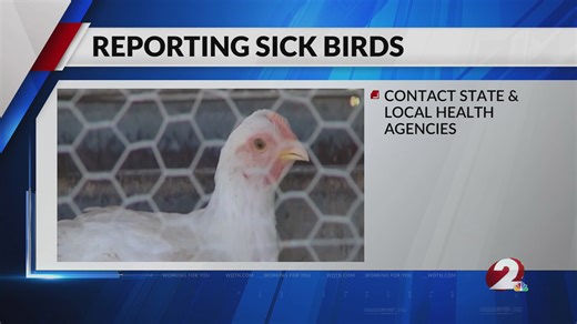 What to do if you see a bird sick with avian influenza