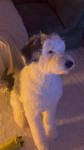 Doug, an adorable Sheepadoodle in Komoka, Ontario, jumped and barked when he saw himself on a local TV news program during a weather forecast segment on August 21. “I submitted a photo of him [when] the weather newscaster asked for dog photos for the dog-walking forecast,” Kasia Musz, who runs the TikTok page @dougythesheepadoodle told Storyful. “When Doug saw himself on the screen, he was excited, jumping and barking,” Musz said. | ABC 7 Chicago