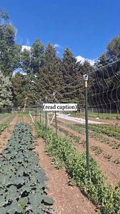 I'm overwhelmed all the time on the farm. Everything seems to all be happening at once. And learning how to "figure it out" is usually the most overwhelming part. There's a lot of information out there. -I've found that constantly reminding myself that there's only 24 hours in a day, helps me a lot. I surrender to that and accept the results. I know that over a long period of time the garden and farm will eventually reach my vision. -When I'm learning something new I usually search for a method 