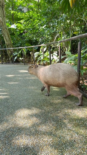 Capybara | River Wonders #D9INE