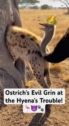 What’s Behind the Ostrich’s Evil Laugh at the Hyena? 🦩😈🤣