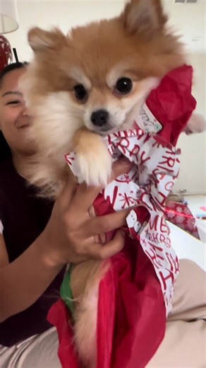Adorable Orange Pomeranian Celebrates Christmas