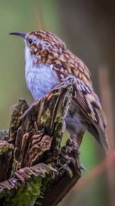 56K views · 5.1K reactions | Have you ever heard of the treecreeper? #wildlifephotography #wildlife #treecreeper #norfolk | Bryn Ditheridge Photography | Facebook