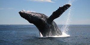 A docker appreciation post and use case with tensorflow