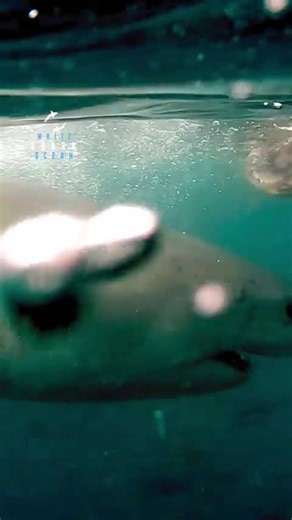 Great white shark speeds up from deep