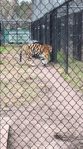 The Catty Shack Ranch Wildlife Sanctuary