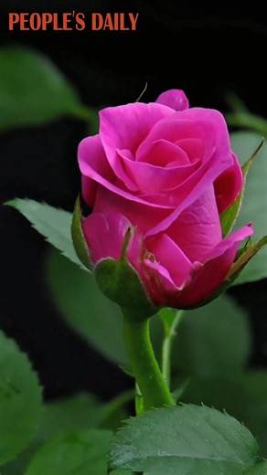 May these blooming Chinese roses fill your day with love, positivity and pleasure! #timelapse | People's Daily, China