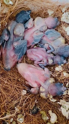Gouldian Finch Chicks in the Nest | Adorable Baby Birds #foryou #forest #jungle #wildlife #nature