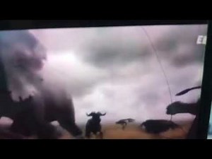 clay animal alphabet stop motion