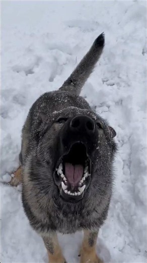 German shepherd dogs barking video #dogtalk #dogcommunication #germanshepherd #petsempire #puppy