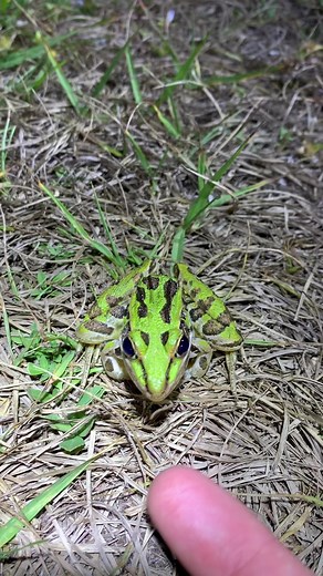 951K views · 10K reactions | Finding Snakes in the Florida Everglades! #herping #snakes #wildlife | Wild Attractions | Facebook
