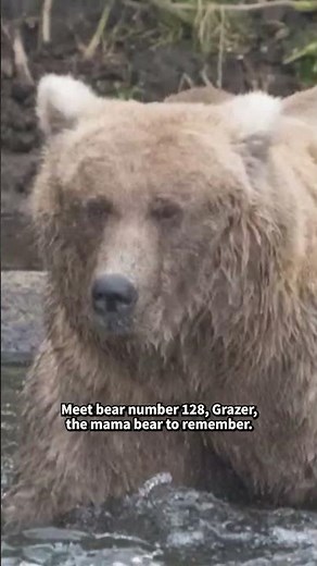 What to Expect From Fat Bear Week 2025