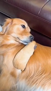 128K views · 5.3K reactions | My cute dog and guinea pig ❤️﫠 #cute #guineapig #pet #cutepet #funny #fyp #dog | Ychuan.pet | Facebook