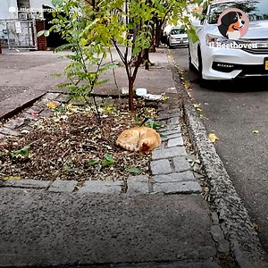 209K views · 9.6K reactions | Molti sono passati accanto a questo povero gatto di strada, ma non lo hanno aiutato  | Bravo Cane | Facebook