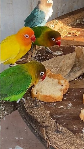 🕊️ Explore The Chirping Love Birds | Super Relaxing Bird Sounds 🌿 March 31, 2026