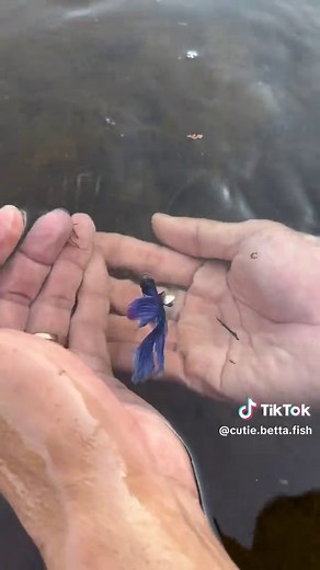 How to Catch Betta Fish Underwater in Winter Evenings