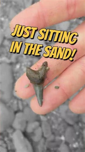 This Fossil Shark Tooth is a Great White Ancestor!