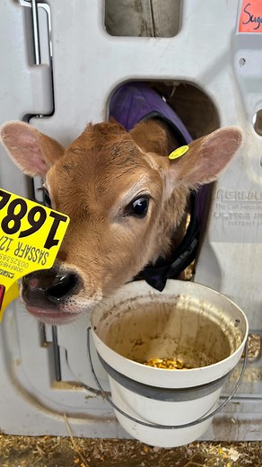 It takes quite a few weeks for these individual tags to get printed specific to each calf, so they are a little older when they get these. | Megan DairyGirl