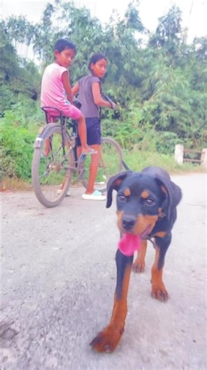 Rottweiler running very fast #shorts #viral