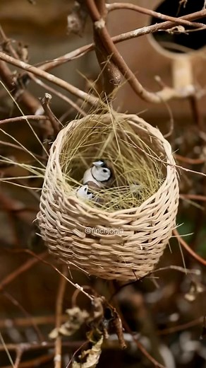 Two owl finches cuddle quietly inside a handmade woven nest. This peaceful moment reflects the beauty of nature and the delicate bond of finch pairs. #OwlFinch #FinchBirds #BirdNest #NatureCloseUp #BirdLovers #AviaryLife #PeacefulScene #FinchCuteness #WildlifeFootage #Birdwatching #HighCPMContent #RelaxingNature #SlowLiving #EcoContent #FeatheredFriends #ContentForCreators #SoothingVideo #ViralBirdVideo #NaturalWorld #TropicalBirds | Indra Prihantoro