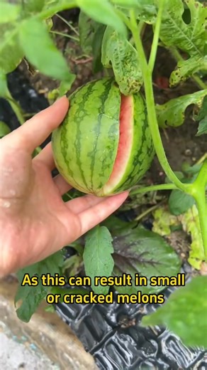 How to prune watermelon plants？ #gardening101 #planting #gardening #watermelon #garden | Sam Green | Facebook