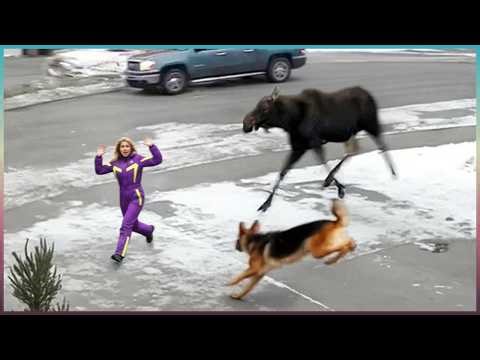 60 Hero Animals That Saved Human Lives!