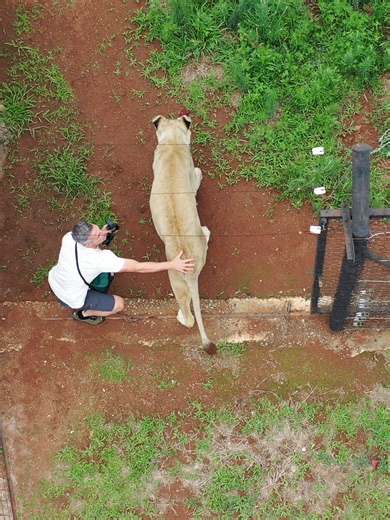 Lion Meg Joins a New Camp Adventure