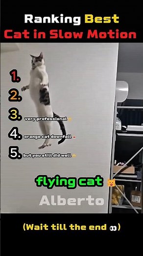 Ranking BEST Cat Slow Motion Moments 🐱⏳💥