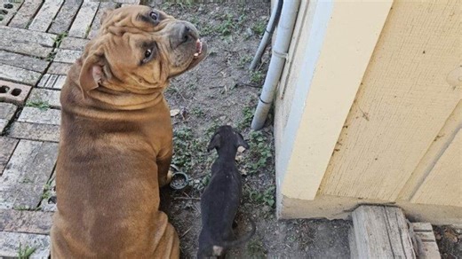 Officer accidentally kills his own police K-9 after neighbor's dogs break through fence, attack his dog