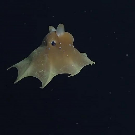 4ocean on Instagram: "Check out this amazing deep sea creature.. Flapjack octopuses live in depths up to 2,350 meters! 🎥 : @mbari_news"