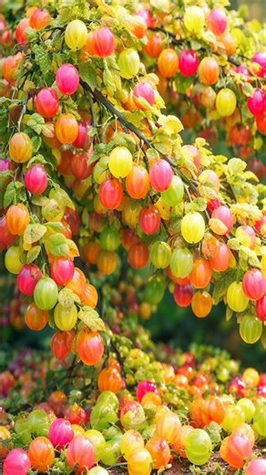 easy and fast techniques for propagating and growing goldenberry fruit trees #garden #fruits #farm