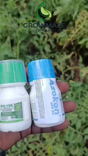 Protect Your Tomatoes from Fungal Diseases
