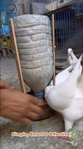 Genius DIY Pigeon Feeder from Plastic Bottle 🕊️♻️