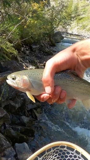 Hopper Fishing For Cutthroat Trout #fishing #troutfishing #trout #stream