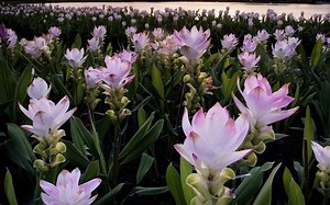 ACD/Labs软件辅助解析核磁教学基础课程讲座