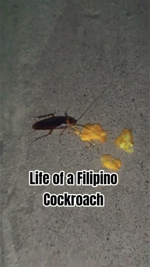 Life of a roach in the Philippines #beach #cockroach #dothingsyoudontwanttodo #travel