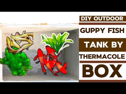 Thermacole box ഉണ്ടോ എങ്കിൽ ഒരു guppy fish tank undakam cheapest