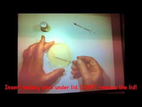 Microbiology - Spread plating (Lawn plating)