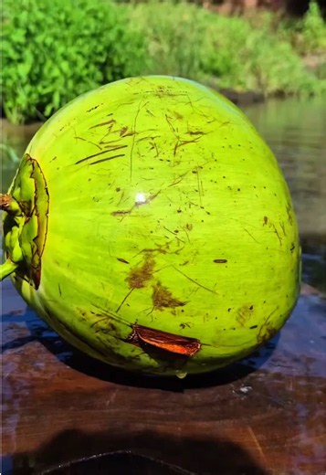 Green Natural Coconut Cuts Curunch #asmr #satisfying #viral #coconut | coconut