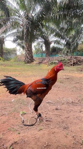 Venu Gamé Fowls | Single eye one ☝️ || next breeding material 🩷❤️🧿🪬👹👺#kodipandalu #viral #trending #pongal #chicks | Instagram