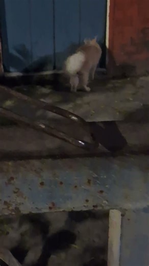 #cat #song #music #dj #remix